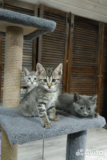 Кошки в добрые руки бесплатно