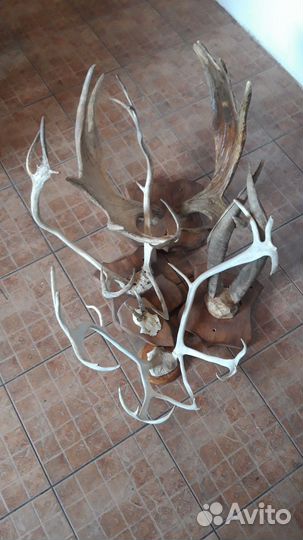 Рога оленя,косули.и др