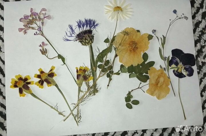 Гербарий, сухоцветы (плоские)