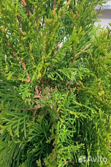 Туя западная смарагд