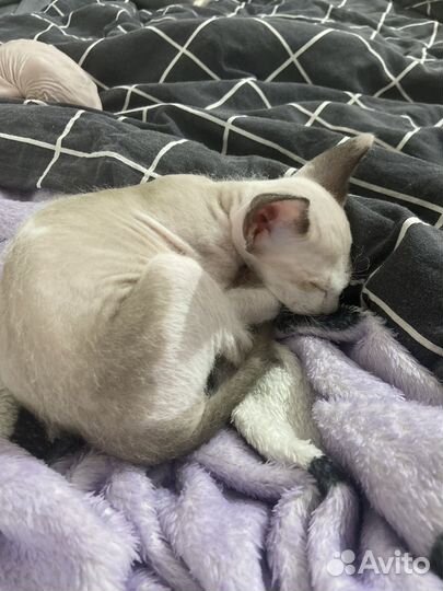 Котята сфинкс