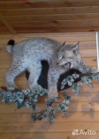 Чучело (имитация) рыси