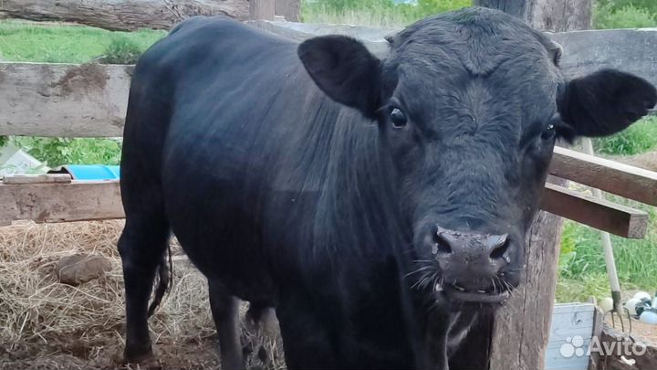 Быки на племя
