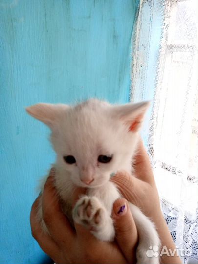 Кошка, котята, котёнок