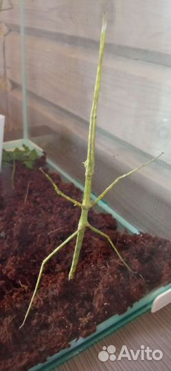 Яйца аннамских палочников