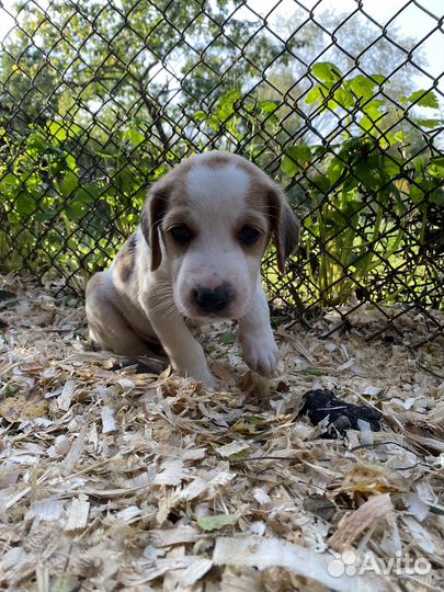 Щенки русской пегой гончей