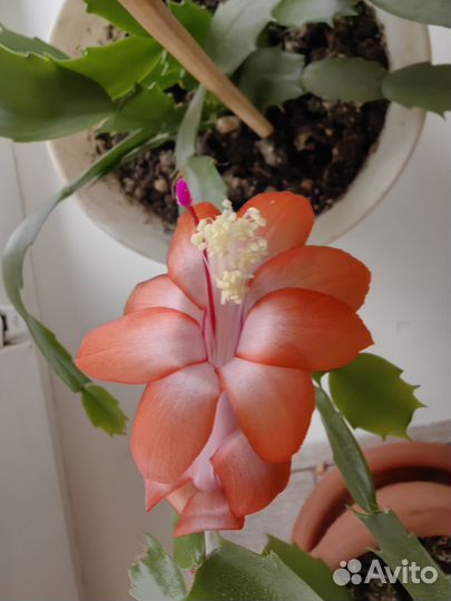 Декабрист шлюмбергера