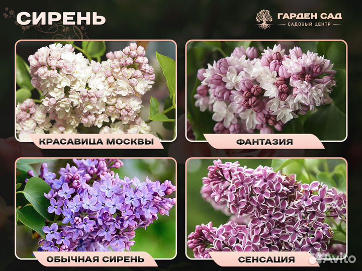 Сирень сортовая саженцы