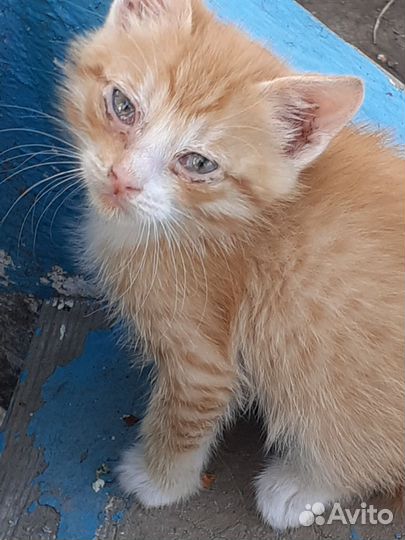 Котята в добрые руки мальчики
