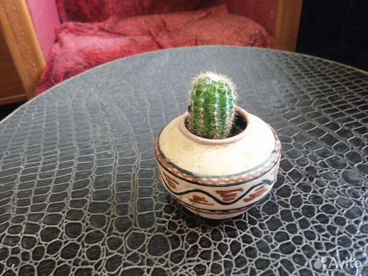 Кактус. Авторская керамика