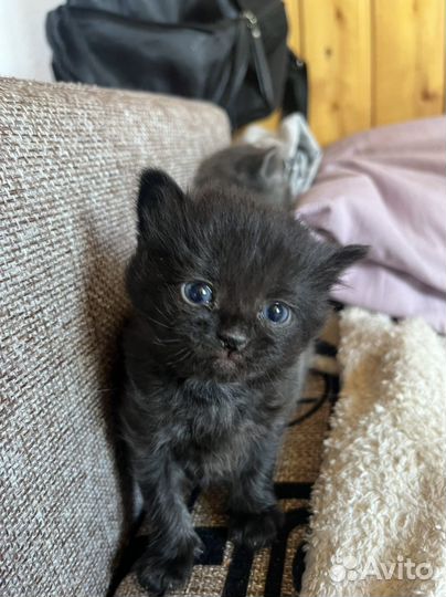 Котята отдам в добрые руки бесплатно