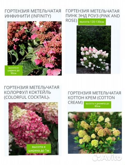 Гортензия метельчатая