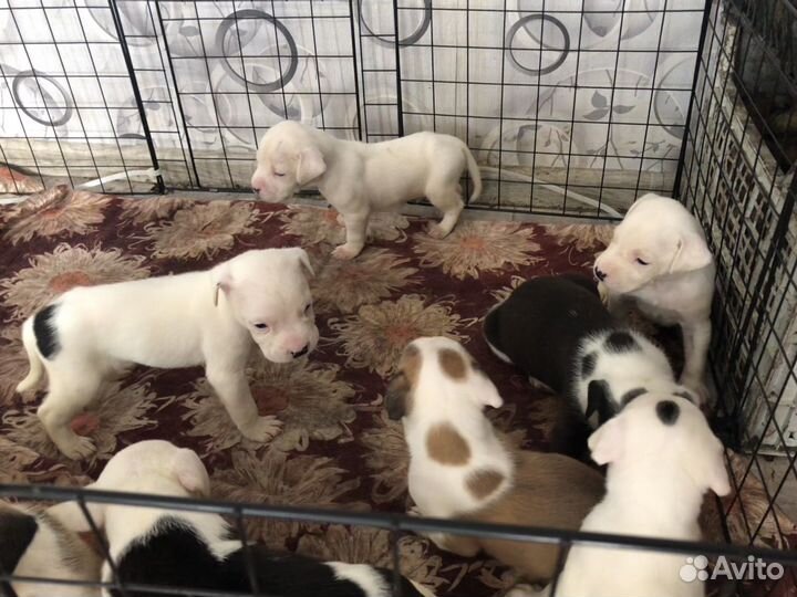 Амстафф щенки