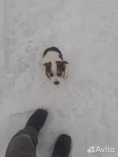 Симпатичные дворяне