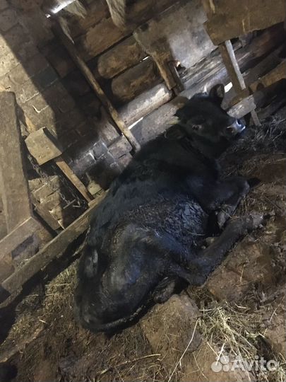 Корова и телята на поемя