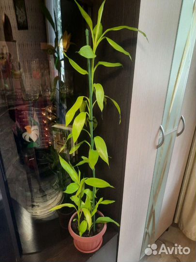 Монстера альба