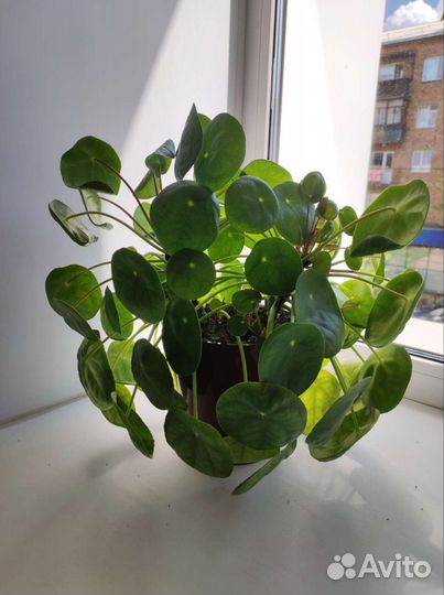 Пилея пеперомиевидная