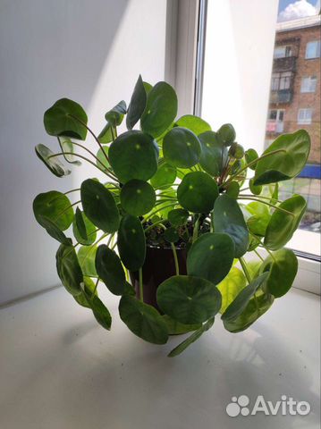 Пилея пеперомиевидная