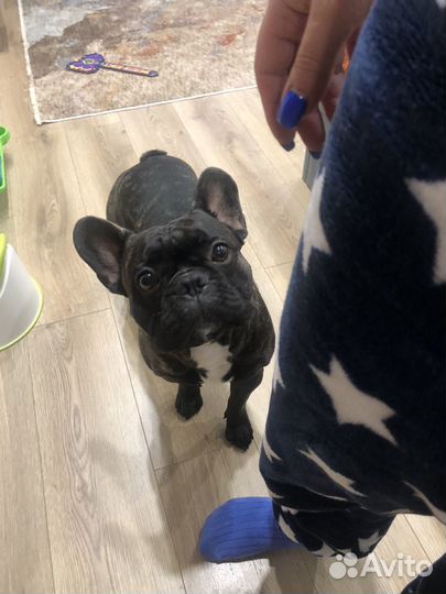 Французский бульдог кабель вязка