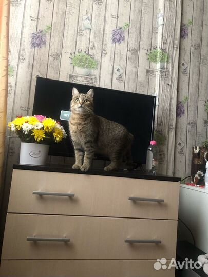 Кошечка в добрые руки