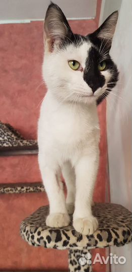 Котики в добрые руки