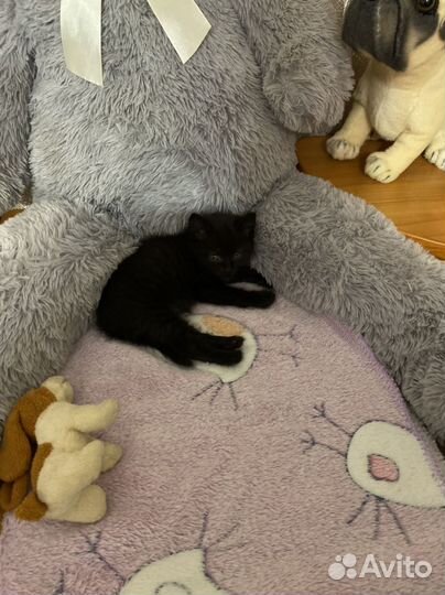 Шотландская кошечка