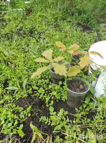 Саженцы дуб