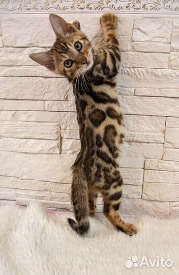 Бенгальские котята, мальчики и девочки