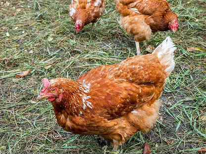 Куры рыжие, Волово