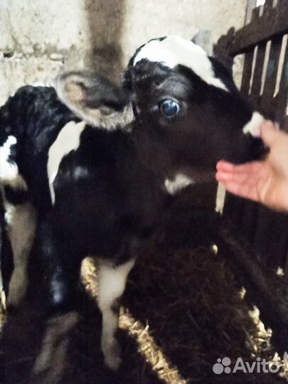 Бычки и быки