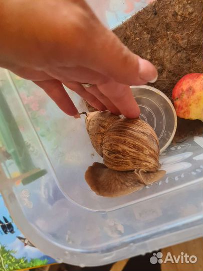 Улитка Ахатина ищет новую маму