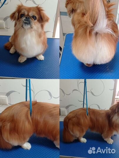 Груминг собак