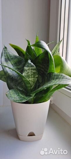 Сансивиерия Ханни Грин