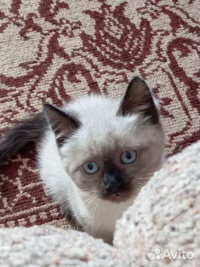 Тайские котята