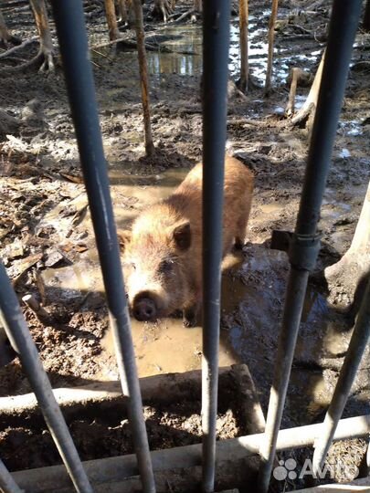 Дикий кабан