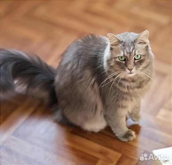 Зеленоглазый серый котик в добрые руки