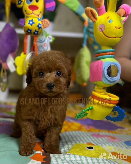 Той-пудель ред девочка и мальчик РКФ