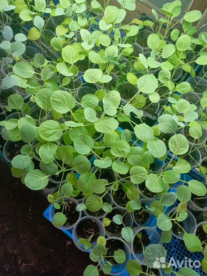 Рассада капусты и баклажанов