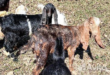 Продаются козы и телочка джерсейка