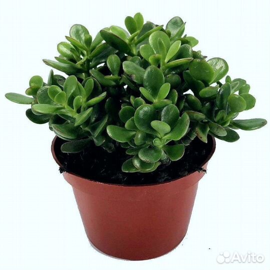 Крассула (денежное дерево)