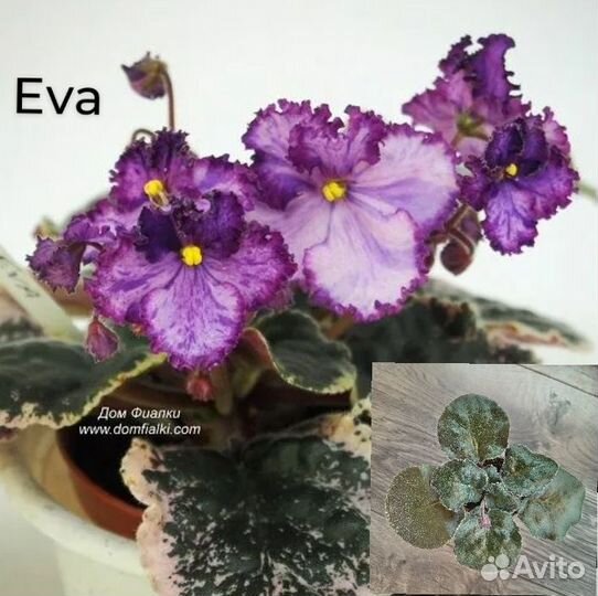 Детки сортовых фиалок