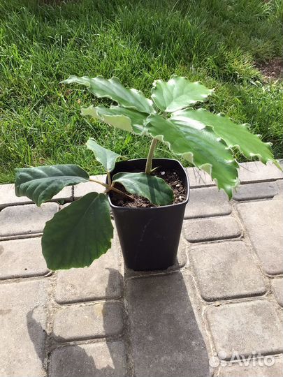 Тетрастигма