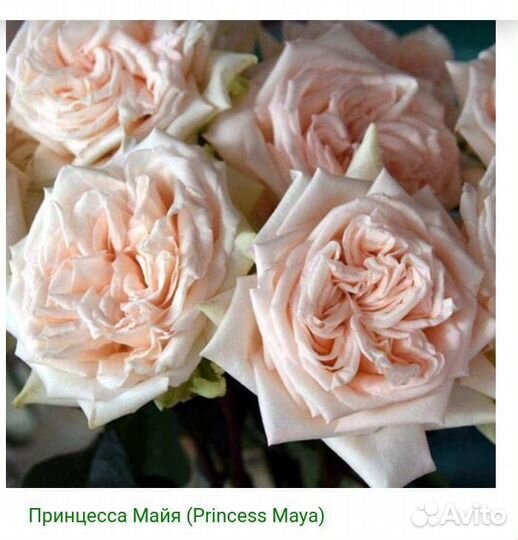 Роза на штамбе