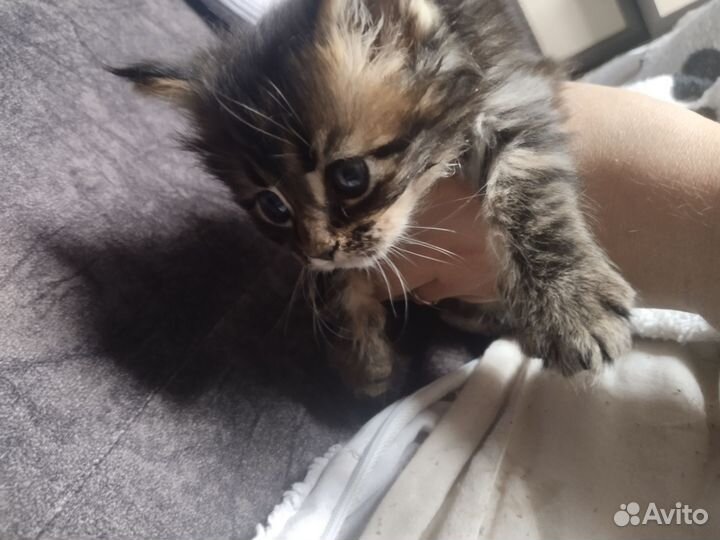 Котята мейн-кун