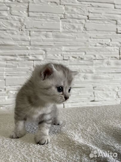 Британская кошка