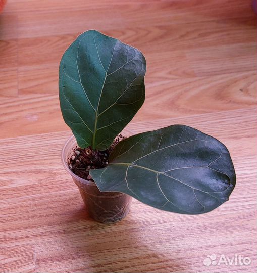 Фикус лирата бамбино