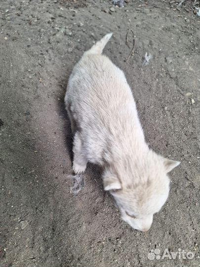 Щенки хаски