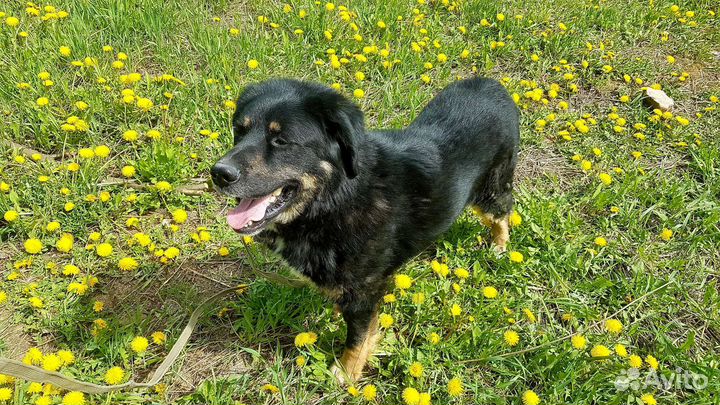 Чудесный Фолд ищет семью