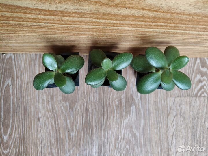 Толстянка, Эхеверия