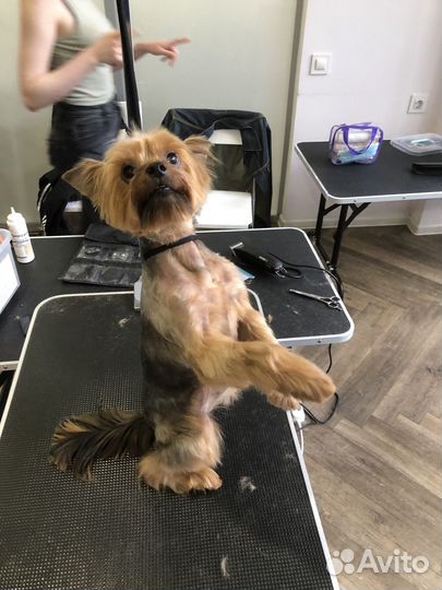 Груминг/стрижка собак и кошек